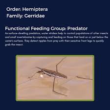 Attēlu rezultāti vaicājumam “Gerridae”