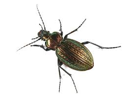 Attēlu rezultāti vaicājumam “Carabidae”