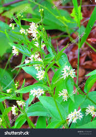 Attēlu rezultāti vaicājumam “Vincetoxicum hirundinaria flower”