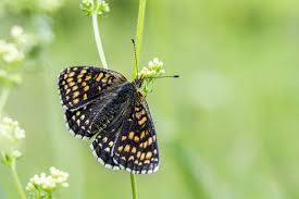 Attēlu rezultāti vaicājumam “Melitaea diamina underside”