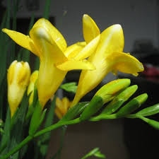 「水蘭」的圖片搜尋結果