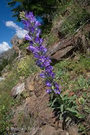 Image result for Campanula spicata