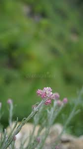 Attēlu rezultāti vaicājumam “Antennaria dioica female flower”