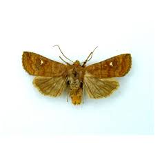 Attēlu rezultāti vaicājumam “Eupsilia transversa”