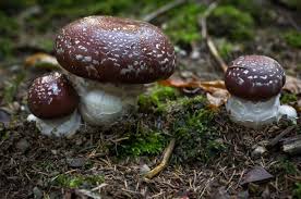 Attēlu rezultāti vaicājumam “Cortinarius praestans”