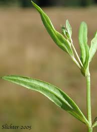 Attēlu rezultāti vaicājumam “Veronica scutellata leaf”