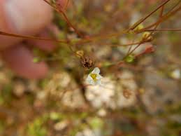 Attēlu rezultāti vaicājumam “Linum catharticum flower”
