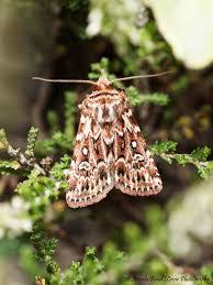 Attēlu rezultāti vaicājumam “Lycophotia porphyrea”