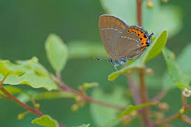 Attēlu rezultāti vaicājumam “Satyrium pruni”