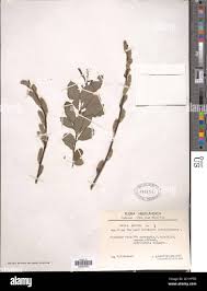 Attēlu rezultāti vaicājumam “Salix aurita leaf”
