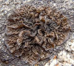 Attēlu rezultāti vaicājumam “Collema”