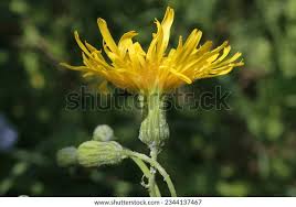 Attēlu rezultāti vaicājumam “Sonchus arvensis subsp. uliginosus bud”