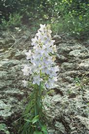 Image result for Campanula affinis