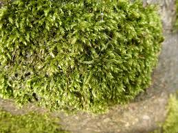 Attēlu rezultāti vaicājumam “Brachythecium rutabulum sporophyte”