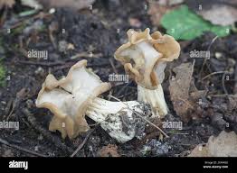 Attēlu rezultāti vaicājumam “Helvella crispa”