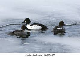 Attēlu rezultāti vaicājumam “Bucephala clangula”