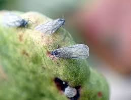 Attēlu rezultāti vaicājumam “Aphis confusa”