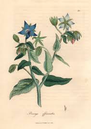 Image result for Borago officinalis