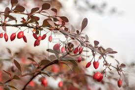Attēlu rezultāti vaicājumam “Berberis thunbergii fruit”