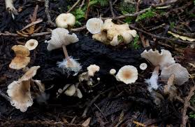 Attēlu rezultāti vaicājumam “Collybia sp.”