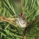 Attēlu rezultāti vaicājumam “Retinia resinella”