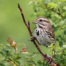 Image result for Melospiza melodia