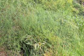 Attēlu rezultāti vaicājumam “Asparagus officinalis”