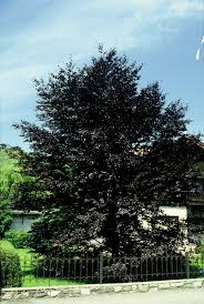 Attēlu rezultāti vaicājumam “Fagus sylvatica fo. purpurea fruit”