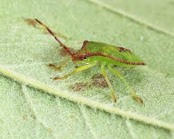 Attēlu rezultāti vaicājumam “Acanthosoma haemorrhoidale”
