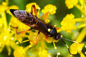 Attēlu rezultāti vaicājumam “Diphyus latebricola”