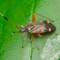 Attēlu rezultāti vaicājumam “Closterotomus biclavatus nymph”