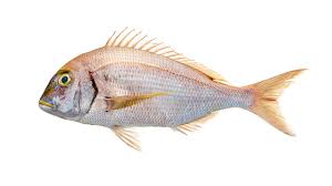 Image result for Pagrus pagrus
