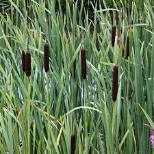 Attēlu rezultāti vaicājumam “Typha latifolia fruit”