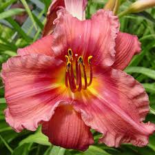 Attēlu rezultāti vaicājumam “Hemerocallis lilioasphodelus”
