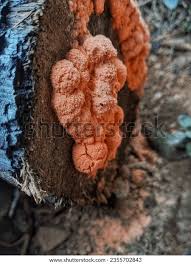 Attēlu rezultāti vaicājumam “Tubifera ferruginosa (subsp. ferruginosa)”