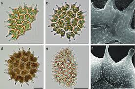 Attēlu rezultāti vaicājumam “Physarum obscurum sessile”