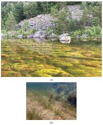 Attēlu rezultāti vaicājumam “Juncus bulbosus fruit”
