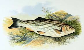 Image result for Squalius cephalus cavedanus