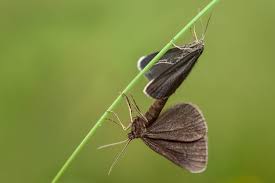 Attēlu rezultāti vaicājumam “Odezia atrata”