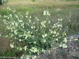 Image result for Alcea rugosa