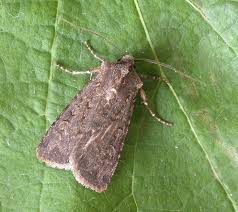 Attēlu rezultāti vaicājumam “Euxoa nigricans”