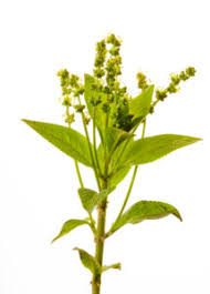 Attēlu rezultāti vaicājumam “Mercurialis perennis fruit”