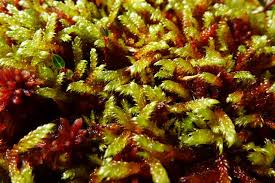 Attēlu rezultāti vaicājumam “Tomentypnum nitens”