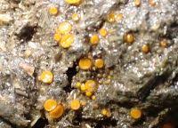 Attēlu rezultāti vaicājumam “Cheilymenia stercorea”