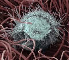 Attēlu rezultāti vaicājumam “Anthrenus sp. larva”