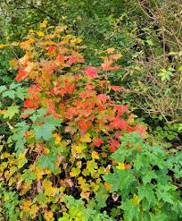 Image result for CENTRAL LANCASHIRE RAMBLING CLUB