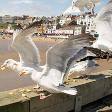 Image result for Wigan Seagulls