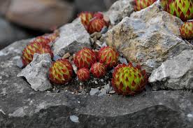 Attēlu rezultāti vaicājumam “Jovibarba globifera fruit”