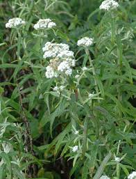 Attēlu rezultāti vaicājumam “Anaphalis margaritacea leaf”