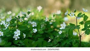 Attēlu rezultāti vaicājumam “Isopyrum thalictroides flower”
